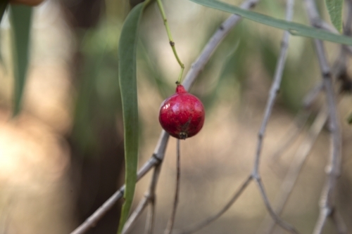 Single quandong fruit on tree - Australian Stock Image