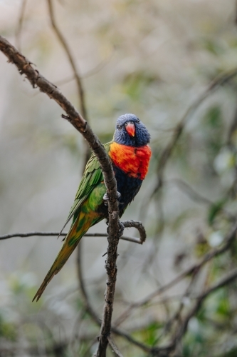 Single rainbow lorikeet perched on branch making eye contact - Australian Stock Image