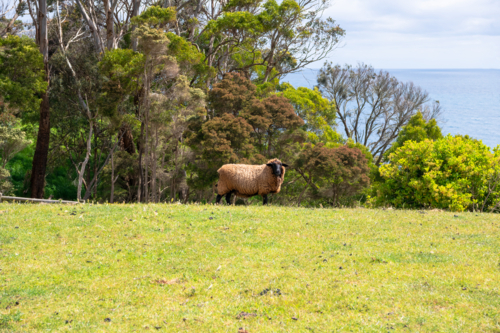 Single sheep in paddock with ocean in background, Tasmania - Australian Stock Image