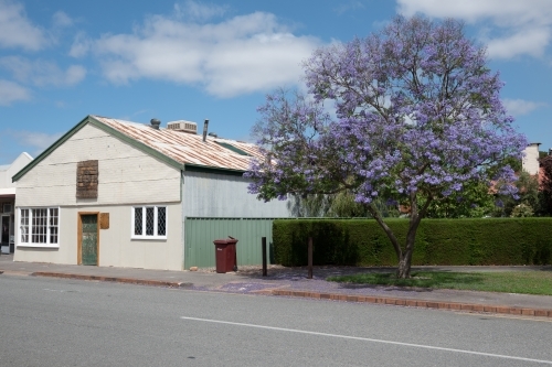Single-story building with green sidings and a vibrant purple flowering jacaranda tree - Australian Stock Image