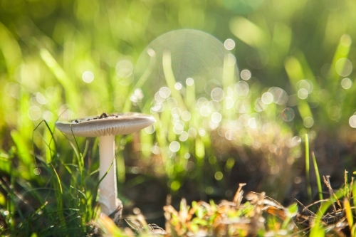 Single toadstool growing in grass with lens flare and sparkles of sunlight - Australian Stock Image
