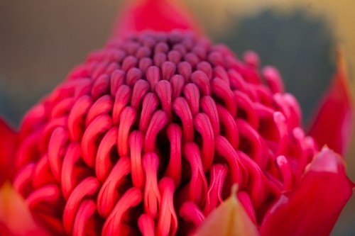 Single Waratah - Australian Stock Image