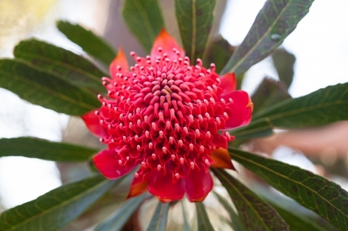 Single Waratah - Australian Stock Image