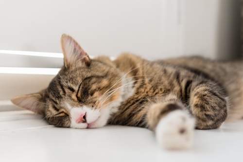 sleep tabby cat - Australian Stock Image