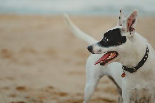 Small black and white mixed breed fox terrier playing on sandy dog friendly beach - Australian Stock Image