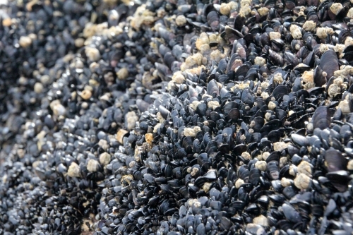 Small black mussels covering rock - Australian Stock Image