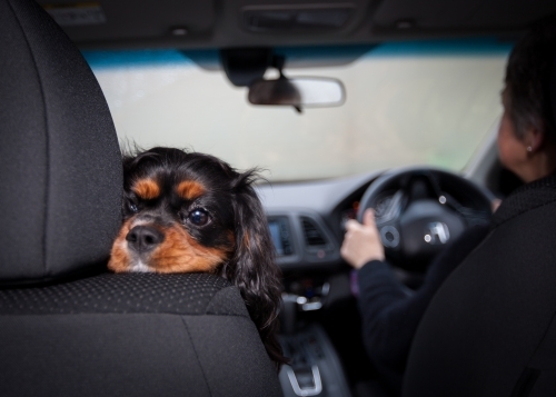 Small dog resting it's head on front seat of car