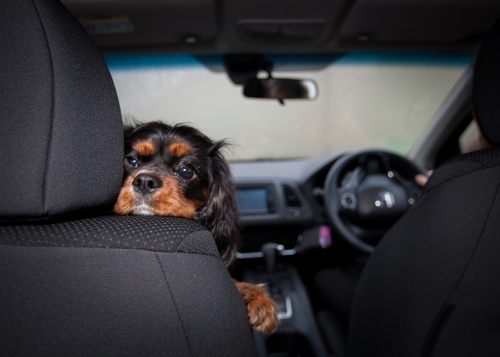 Small dog resting it's head on top of front seat. - Australian Stock Image