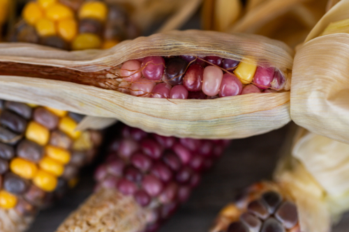 Small ear of colourful heirloom popping corn freshly harvested from garden - Australian Stock Image