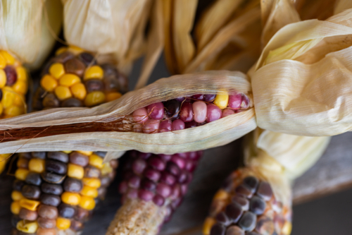 Small ear of colourful heirloom popping corn freshly harvested from garden - Australian Stock Image