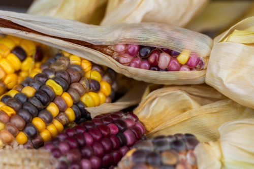 Small ear of colourful heirloom popping corn freshly harvested from garden - Australian Stock Image