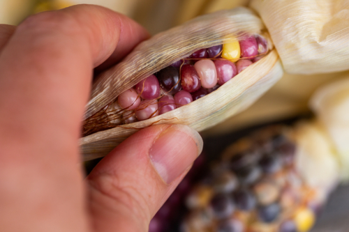 Small ear of colourful heirloom popping corn freshly harvested from garden - Australian Stock Image