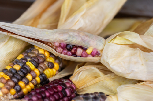 Small ear of colourful heirloom popping corn freshly harvested from garden - Australian Stock Image