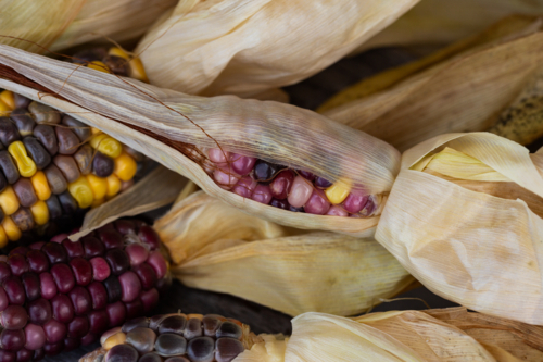 Small ear of colourful heirloom popping corn freshly harvested from garden - Australian Stock Image