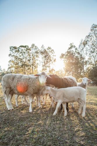 Small flock of sheep eating hay on a sunlit winter morning - Australian Stock Image