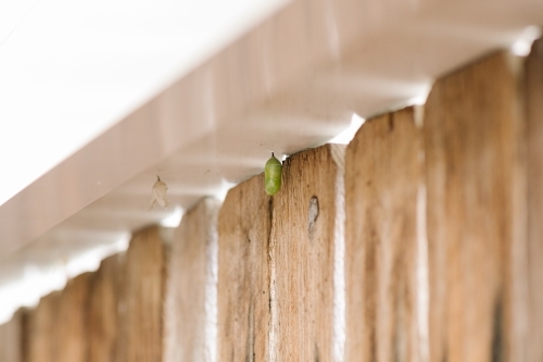 Small green cocoon hanging from urban fence - Australian Stock Image