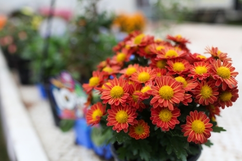 Small orange and yellow flowers at a market - Australian Stock Image