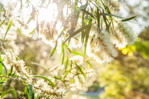 Small pale yellow bottlebrush flowers with rays of sunlight shining through - Australian Stock Image