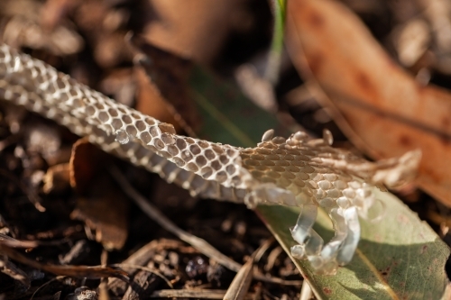 Small piece of snake skin - Australian Stock Image