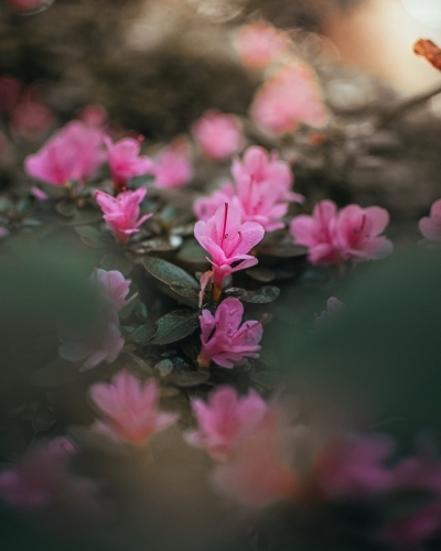 Small Pink Flowers Blossoming in the Morning Sunlight - Australian Stock Image