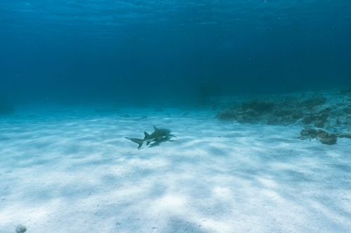 Small reef shark swimming on sandy bottom of deep blue coloured ocean - Australian Stock Image