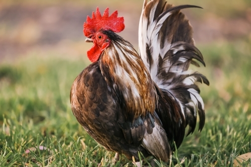 Small teacup rooster free-ranging on grass - Australian Stock Image