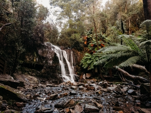 Small waterfall in tropical rainforest - Australian Stock Image