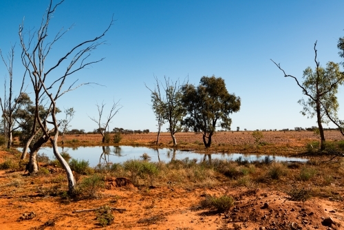 Small waterhole after rain in desert country with orange sand, scrubby trees and a clear blue sky - Australian Stock Image