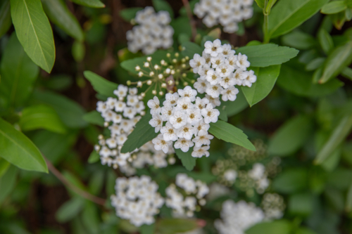 Small white blossoms against green leaves - Australian Stock Image