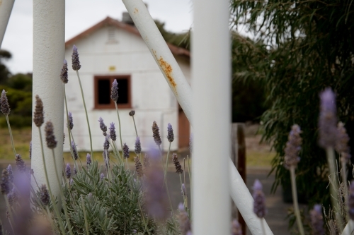 Small white cottage with lavender in the foreground - Australian Stock Image