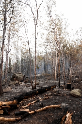 Smoke and charred forest and logs black after backburning - Australian Stock Image