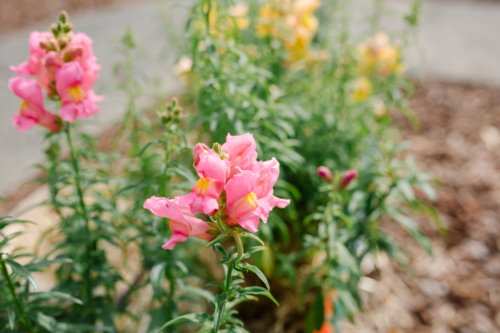 Snapdragon pink flowers in the garden in springtime. - Australian Stock Image