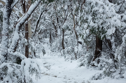Snow-covered track through dense snowy forest - Australian Stock Image