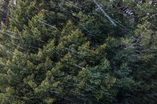 Snow falling in forest - Australian Stock Image