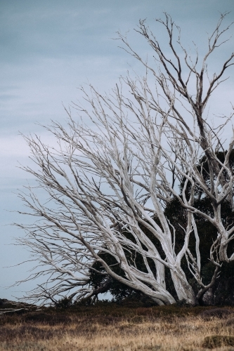 Snow gums in Autumn. - Australian Stock Image