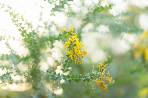 Soft light on fluffy golden wattle blooms - Australian Stock Image