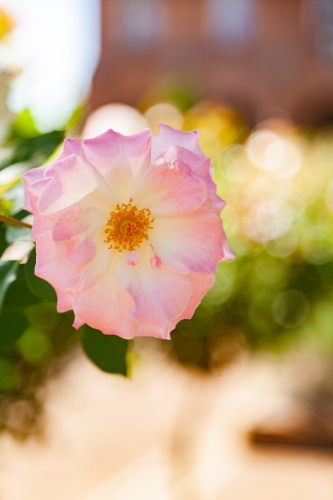 Soft pink rose - Australian Stock Image