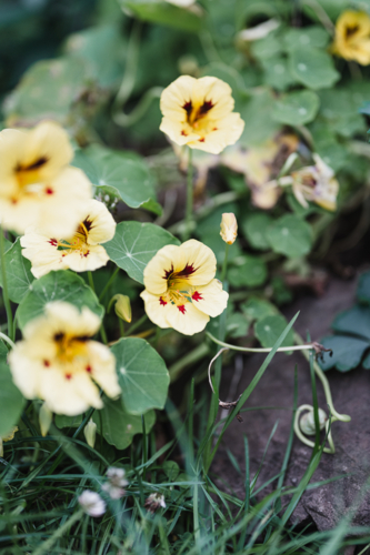 soft yellow nasturtiums - Australian Stock Image