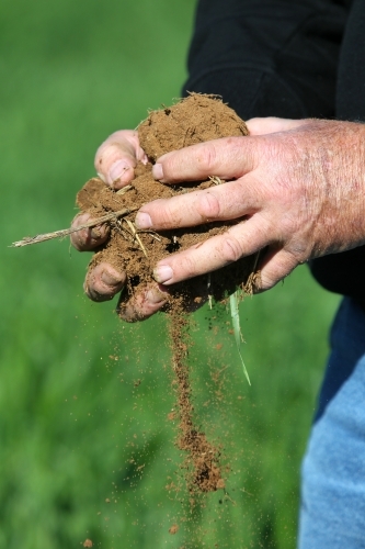 Soil in hands - Australian Stock Image