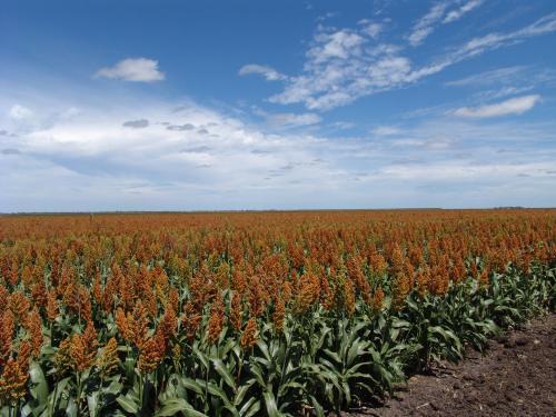 Sorghum crop in a paddock - Australian Stock Image