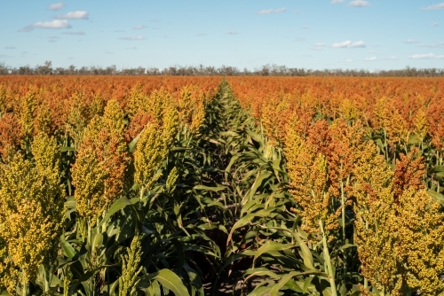 Sorghum crop in rows in flat agricultural paddock - Australian Stock Image