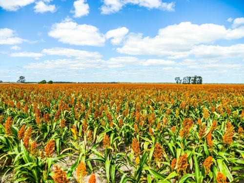 Sorghum Crop with blue sky - Australian Stock Image