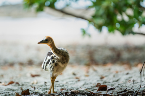 Southern Cassowary chick in the wild - Australian Stock Image