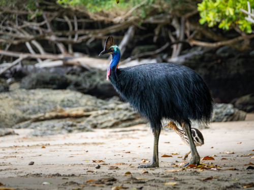 Southern Cassowary in the wild - Australian Stock Image