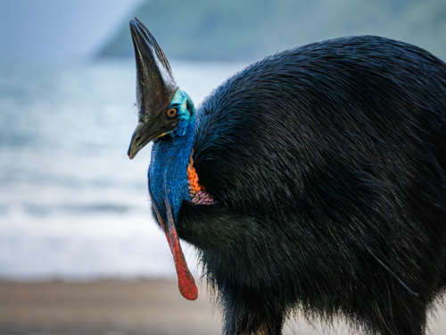 Southern Cassowary in the wild - Australian Stock Image