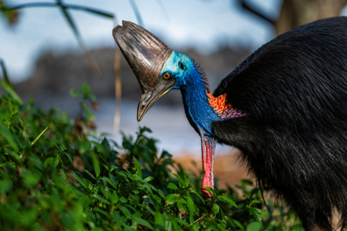 Southern Cassowary in the wild - Australian Stock Image