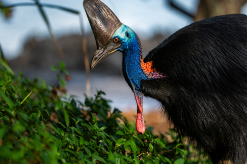 Southern Cassowary in the wild - Australian Stock Image