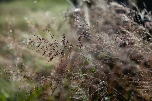 Sparkling grass - Australian Stock Image