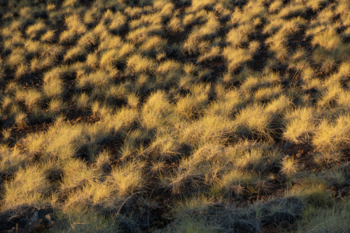 Spinifex - Australian Stock Image