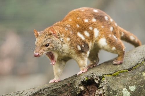 Spotted Quoll - Australian Stock Image